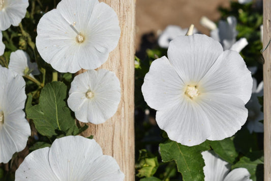 Dwarf White Rose Mallow Seeds (40) – Lavatera trimestris – Cottage Garden Summer Bloom – Compact Annual Flower