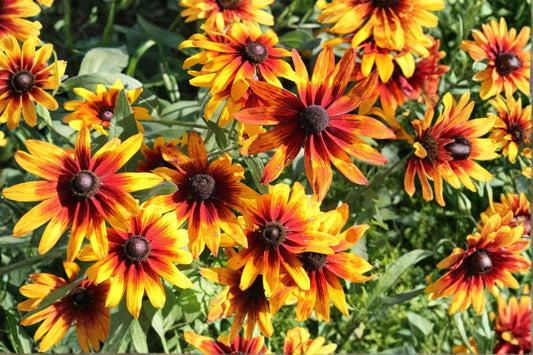 Gloriosa Daisy Seeds 250 Pack – Yellow Red Black Eyed Susan Pollinator Garden Flower Summer Bloom Rudbeckia hirta