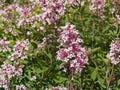 Littleleaf Lilac Seeds Syringa microphylla Fragrant Shrub Pink Spring Blooms Cottage Garden Plant
