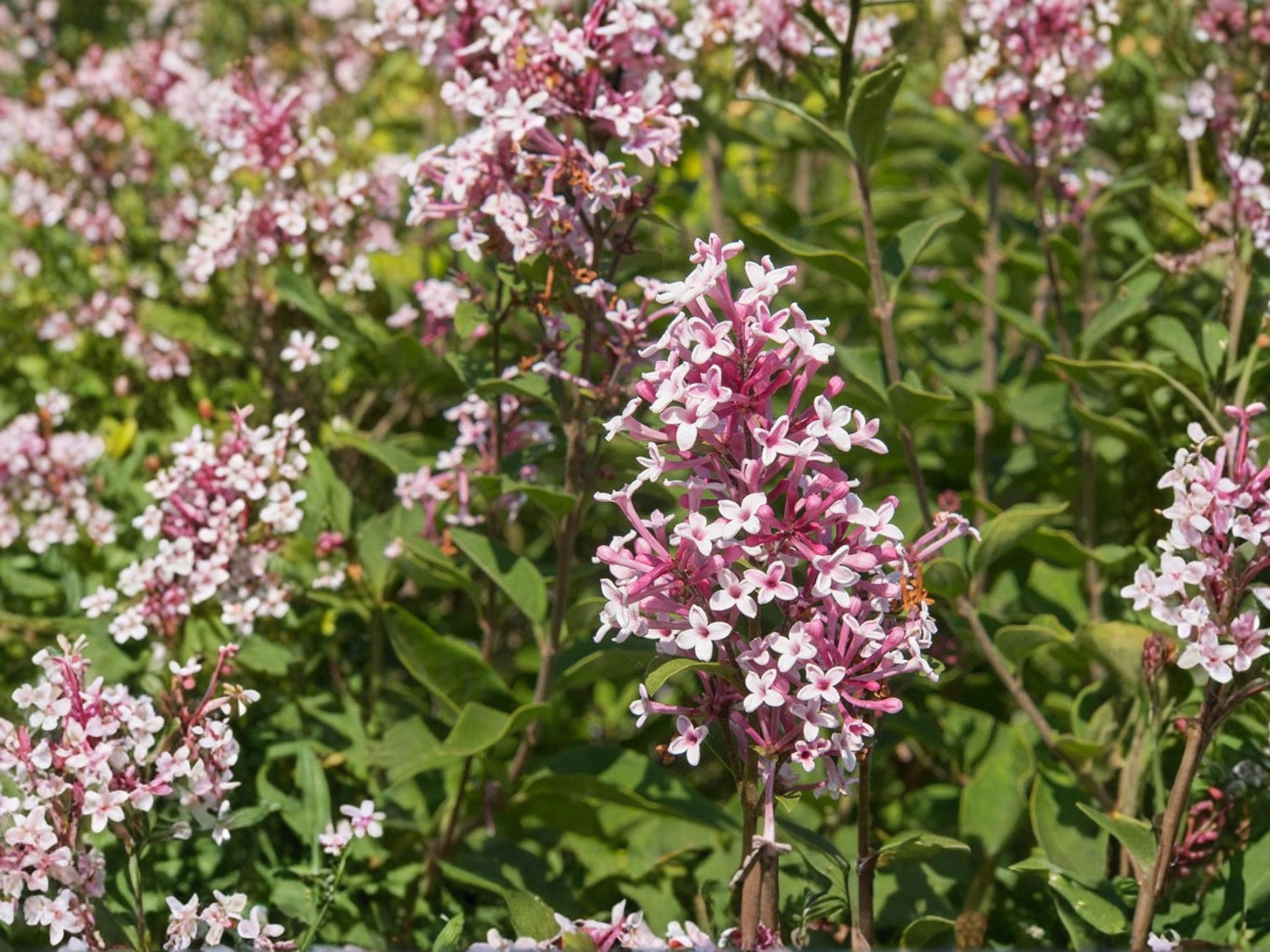 Littleleaf Lilac Seeds Syringa microphylla Fragrant Shrub Pink Spring Blooms Cottage Garden Plant