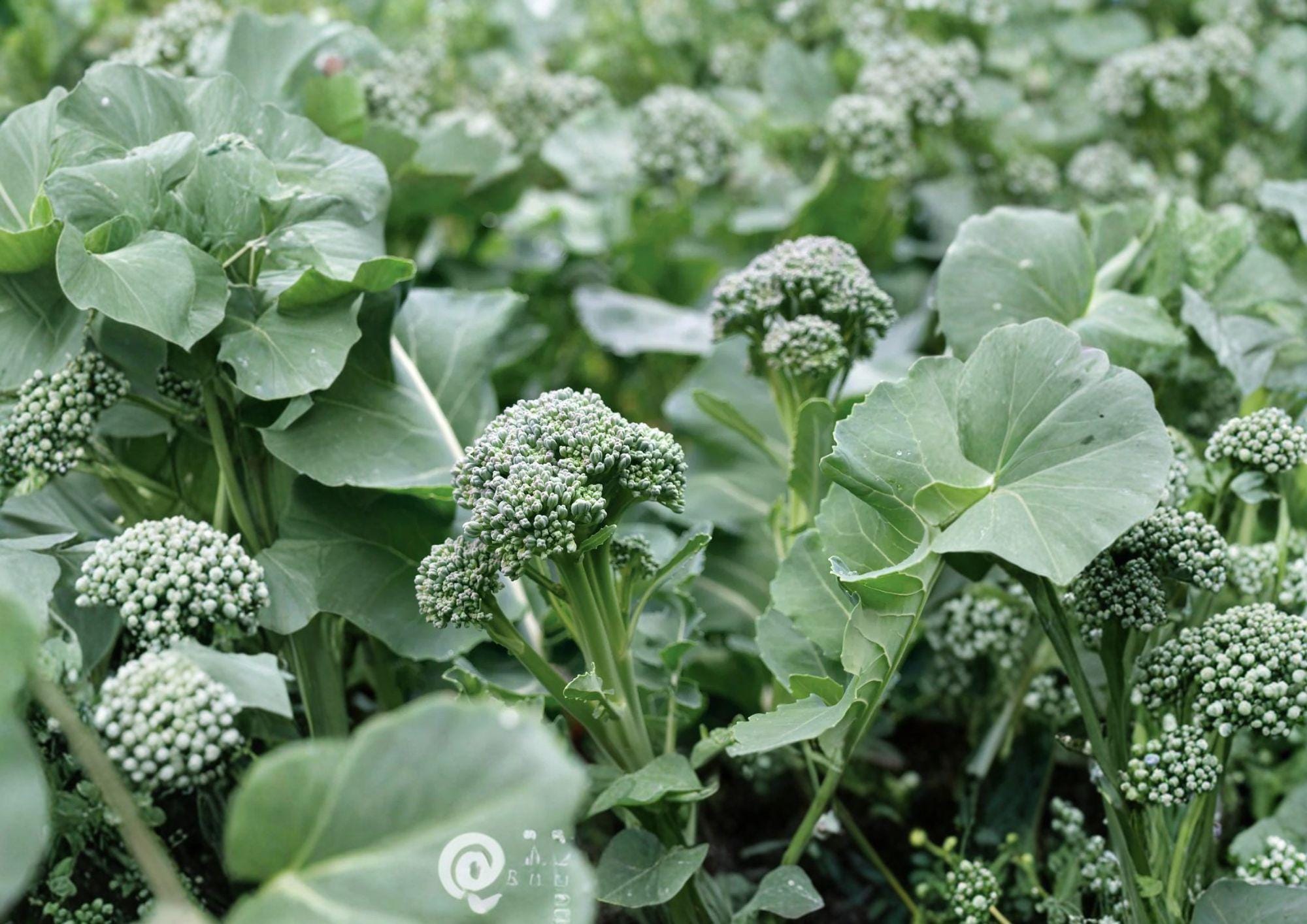 Di Cicco Broccoli Seeds – Heirloom Italian Vegetable Seeds for Home Garden, Tender Green Heads, Continuous Side Shoots, Cool-Season Crop