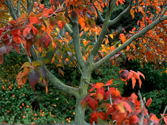 Snake Bark Maple Seeds (10) – Acer grosseri var. hersii – Striped Ornamental Tree, Rare Species, Deciduous Landscape Plant