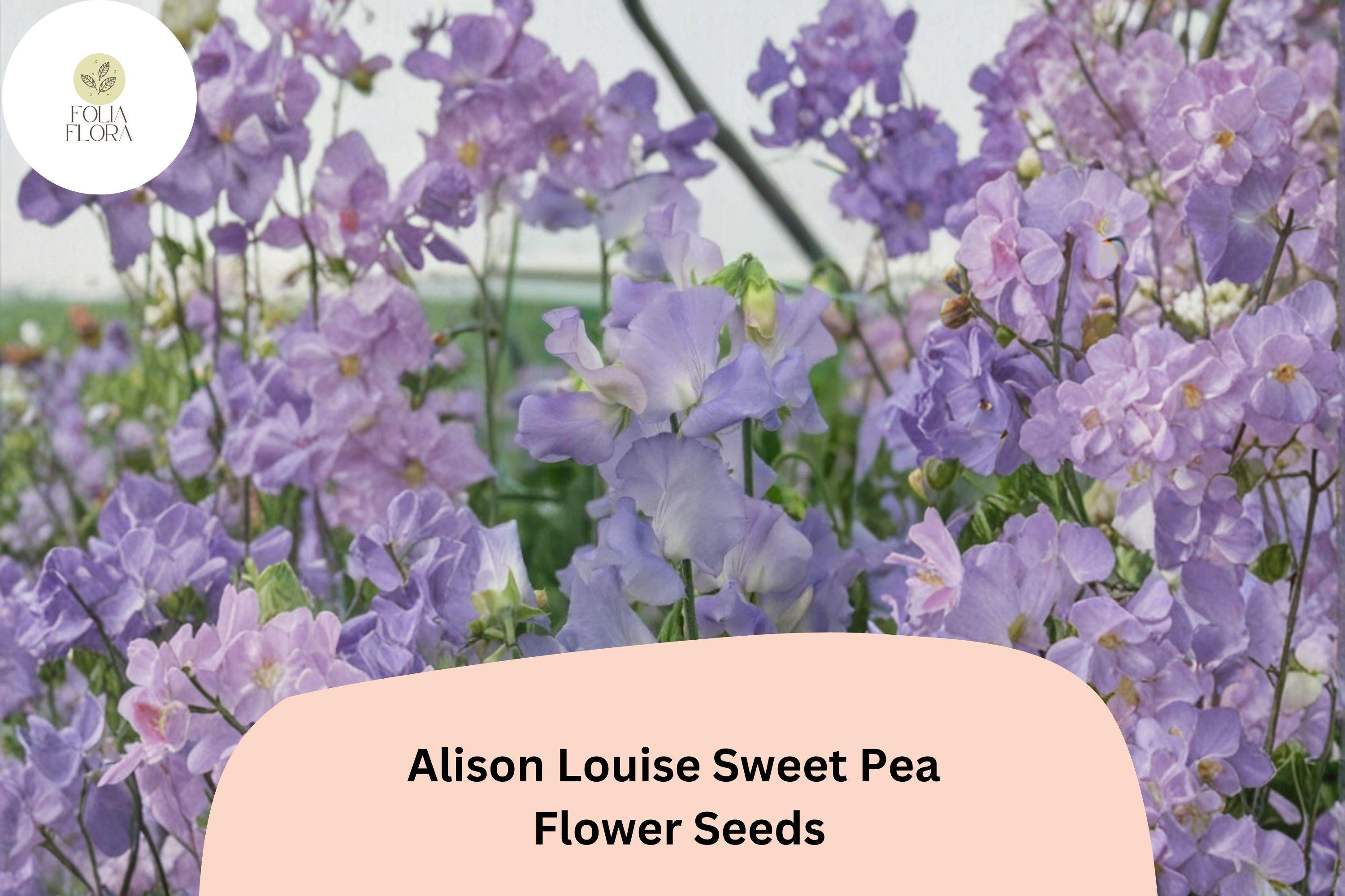 50+ Alison Louise Sweet Pea Seeds | Deep Purple Climbing Flower | Lathyrus odoratus ‘Alison Louise’ | Garden Trellis & Fence Plant