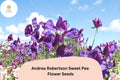 50+ Andrea Robertson Sweet Pea Seeds | Deep Purple Climbing Flower | Lathyrus odoratus | Garden Trellis, Fence, Arch Plant