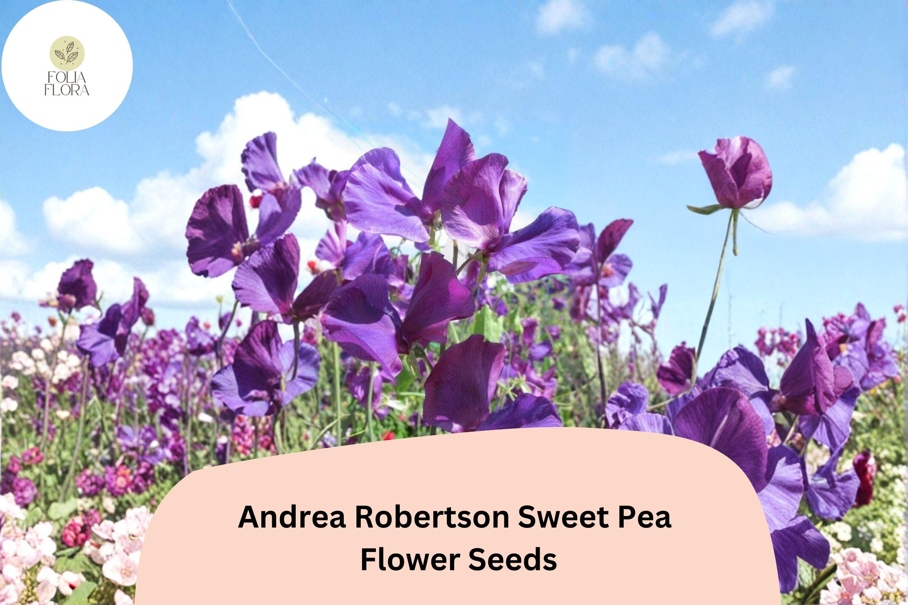 50+ Andrea Robertson Sweet Pea Seeds | Deep Purple Climbing Flower | Lathyrus odoratus | Garden Trellis, Fence, Arch Plant