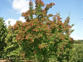 Tatarian Maple Seeds (10) – Acer tataricum – Ornamental Tree with Red Fall Foliage – Hardy Landscape Maple