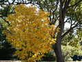 Manchurian Striped Maple Seeds (10) – Acer tegmentosum – Ornamental Snake Bark Maple for Landscaping