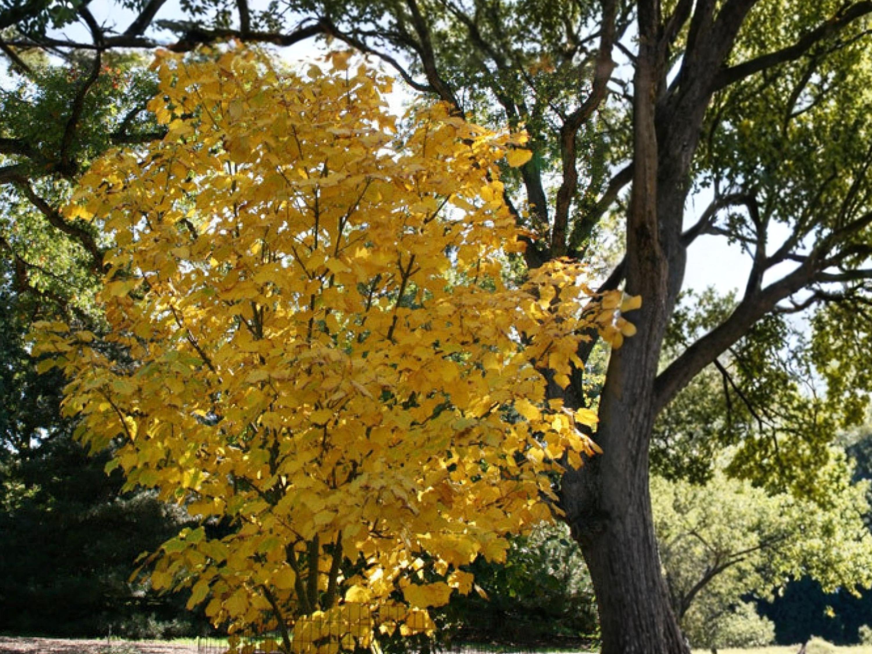 Manchurian Striped Maple Seeds (10) – Acer tegmentosum – Ornamental Snake Bark Maple for Landscaping
