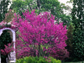 Chinese Redbud Seeds (10) – Cercis chinensis – Pink Flowering Compact Ornamental Tree for Gardens and Landscapes