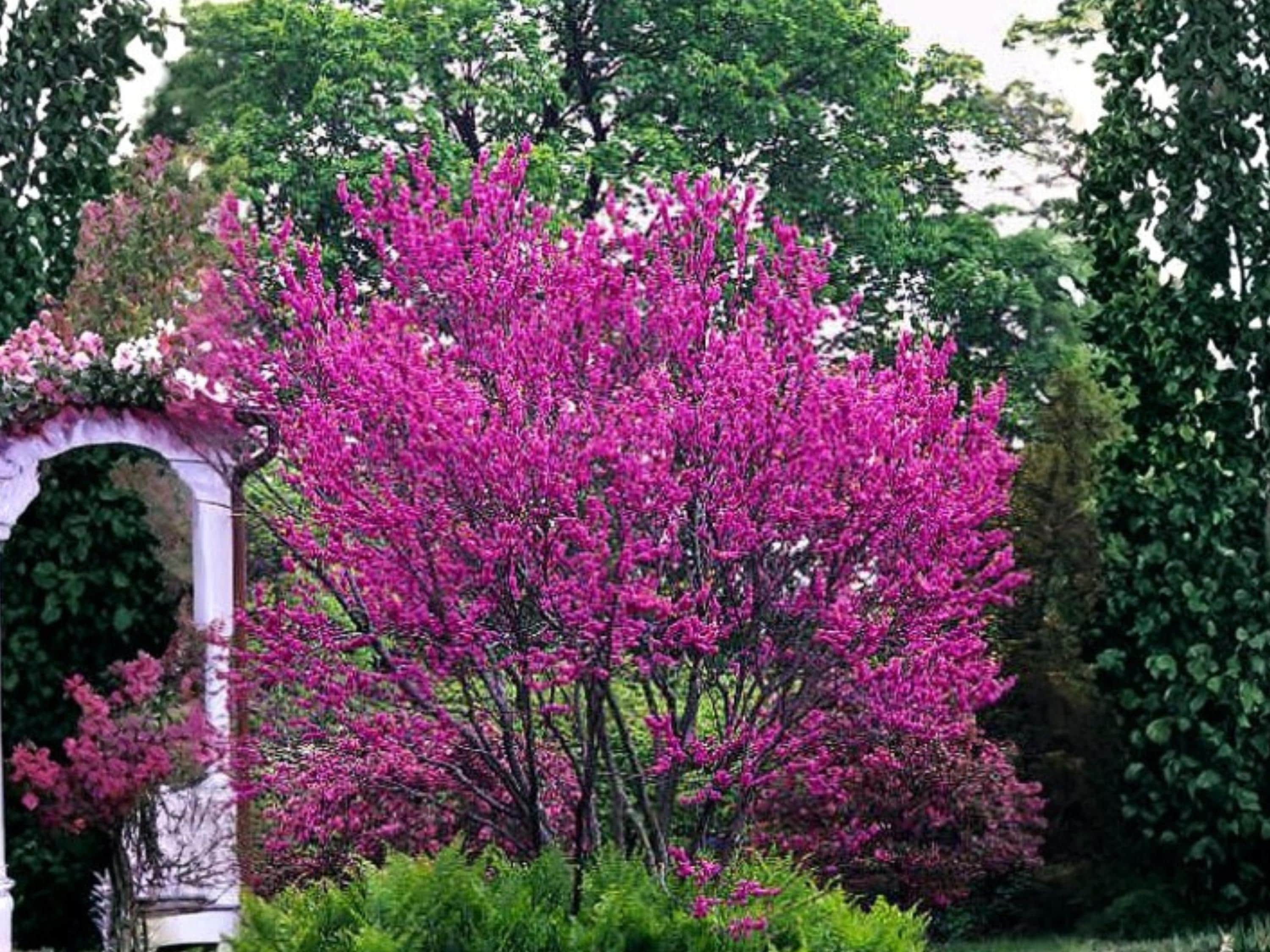 Chinese Redbud Seeds (10) – Cercis chinensis – Pink Flowering Compact Ornamental Tree for Gardens and Landscapes