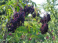 American Elderberry Seeds 100 Sambucus canadensis Black Elderberry Shrub Native Wildlife Plant