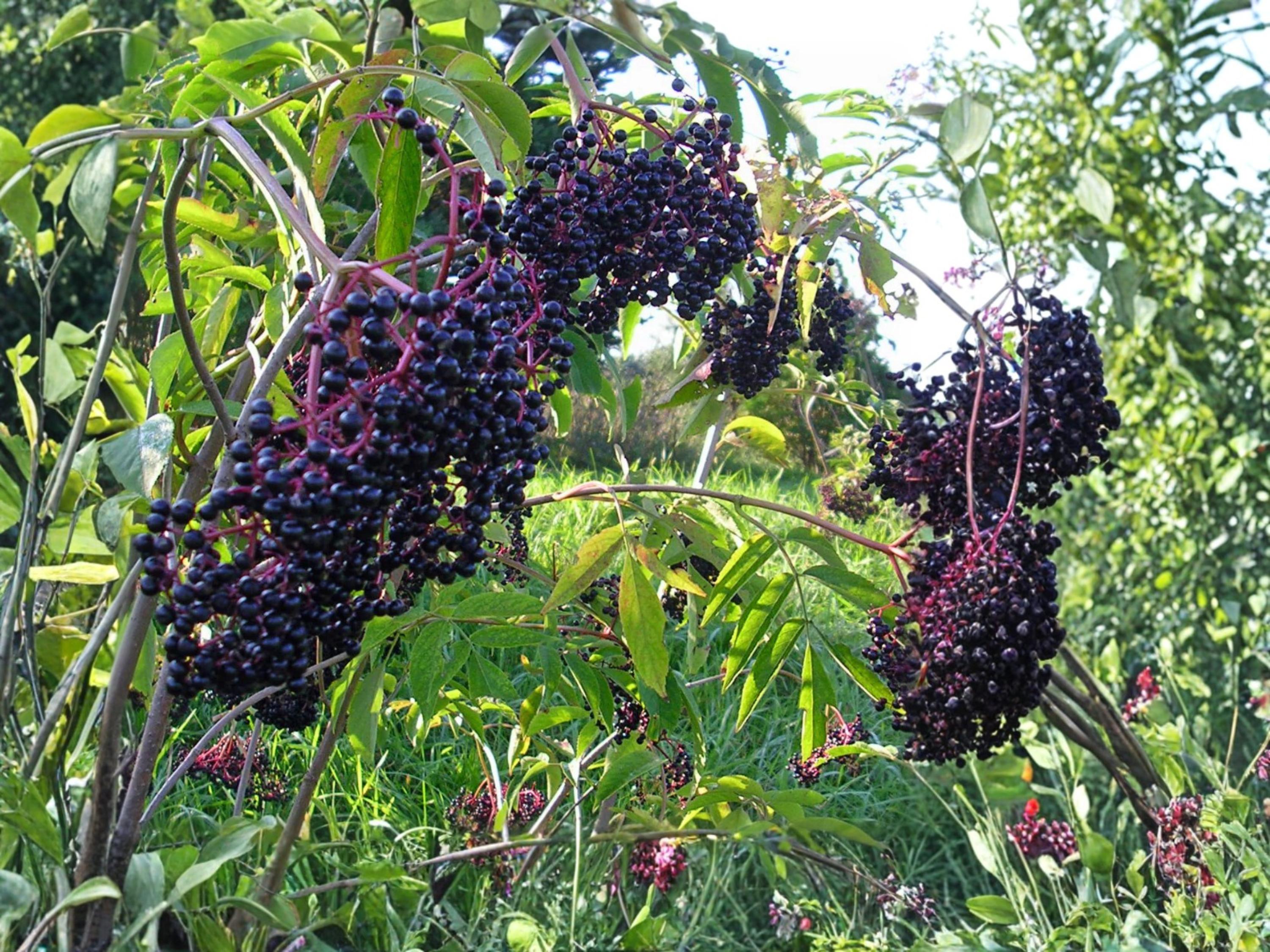 American Elderberry Seeds 100 Sambucus canadensis Black Elderberry Shrub Native Wildlife Plant