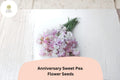 Anniversary Sweet Pea Seeds – Pink Climbing Flower, 50+ Garden Planting Seeds, Lathyrus odoratus, Fragrant Annual Vine