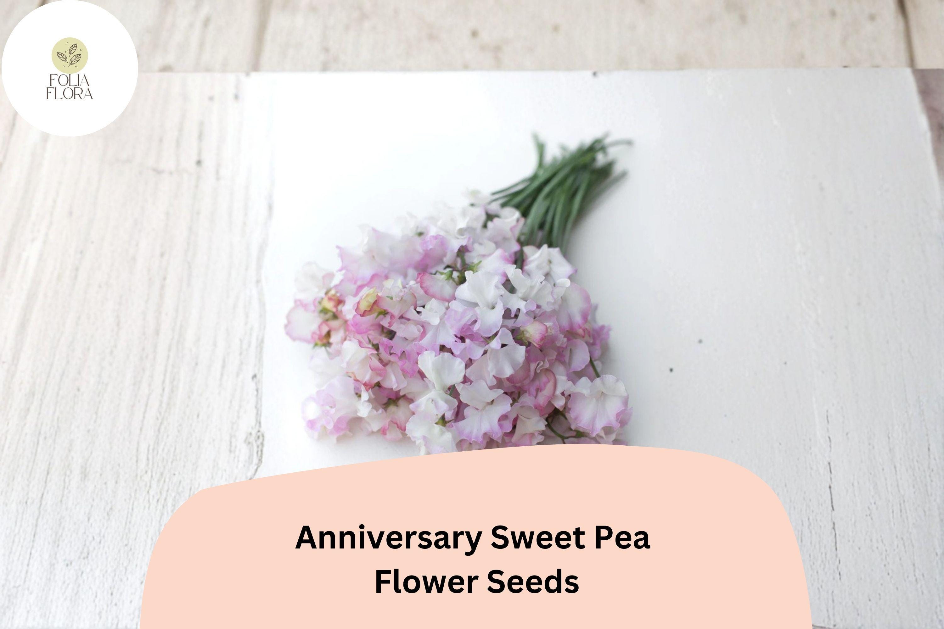 Anniversary Sweet Pea Seeds – Pink Climbing Flower, 50+ Garden Planting Seeds, Lathyrus odoratus, Fragrant Annual Vine