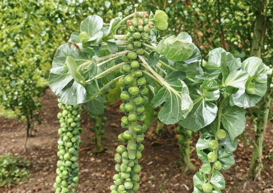 Catskill Brussels Sprouts Seeds – 500 Heirloom, Cold Hardy, Compact Green Sprouts, Fall Garden Vegetable, Brassica oleracea
