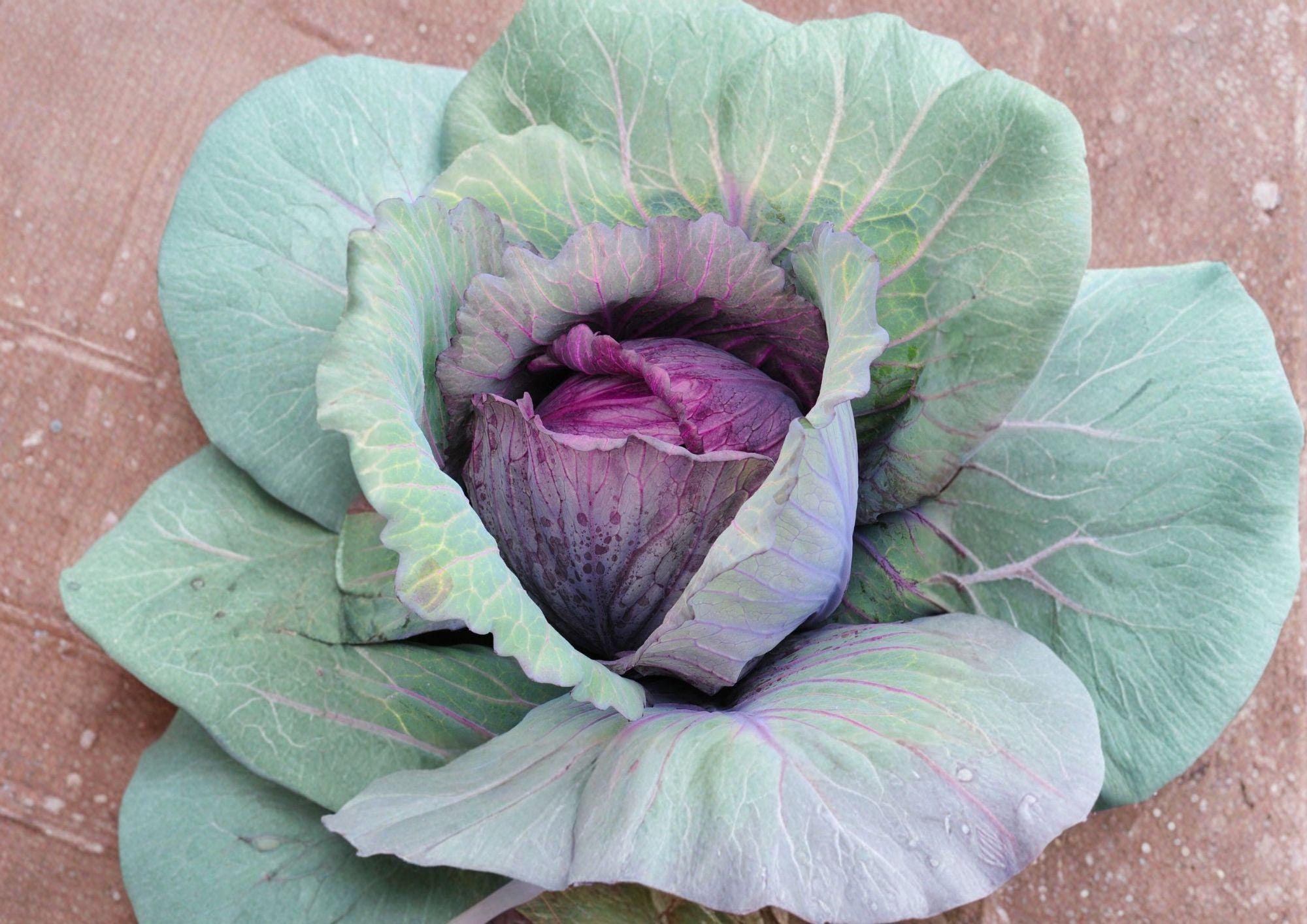 Red Acre Cabbage Seeds - 500 Heirloom Early Vegetable for Compact Deep Red Purple Heads, Cool-Season Crop