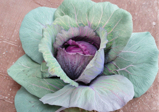Red Acre Cabbage Seeds - 500 Heirloom Early Vegetable for Compact Deep Red Purple Heads, Cool-Season Crop