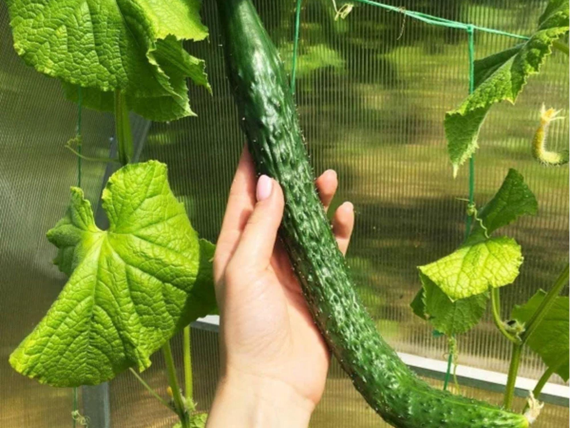 Chinese Snake Cucumber Seeds – Heirloom Non-GMO Long Curved Cucumis sativus 10 Pack