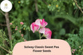 50+ Solway Classic Semi-Dwarf Sweet Pea Seeds | Pastel Climbing Flowers for Garden, Containers, Borders | Lathyrus odoratus