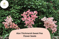 Alan Titchmarsh Sweet Pea Seeds | Climbing Flower, Salmon-Pink, Heirloom, Lathyrus odoratus