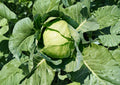 Copenhagen Market Cabbage Seeds – Heirloom, Green, Large Round Heads, Cool-Season Vegetable, 500 Seeds