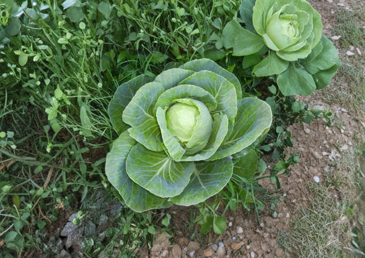 Early Jersey Wakefield Cabbage Seeds – Heirloom, Compact Green Heads, Early Maturing, Cool-Season Vegetable, 500 Seeds