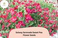 50+ Solway Serenade Semi-Dwarf Sweet Pea Seeds | Soft Pink Climbing Flowers | Lathyrus odoratus