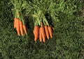 Scarlet Nantes Carrot Seeds - 500 Heirloom, Sweet & Crisp, Cylindrical Roots, Vegetable Seeds for Gardening
