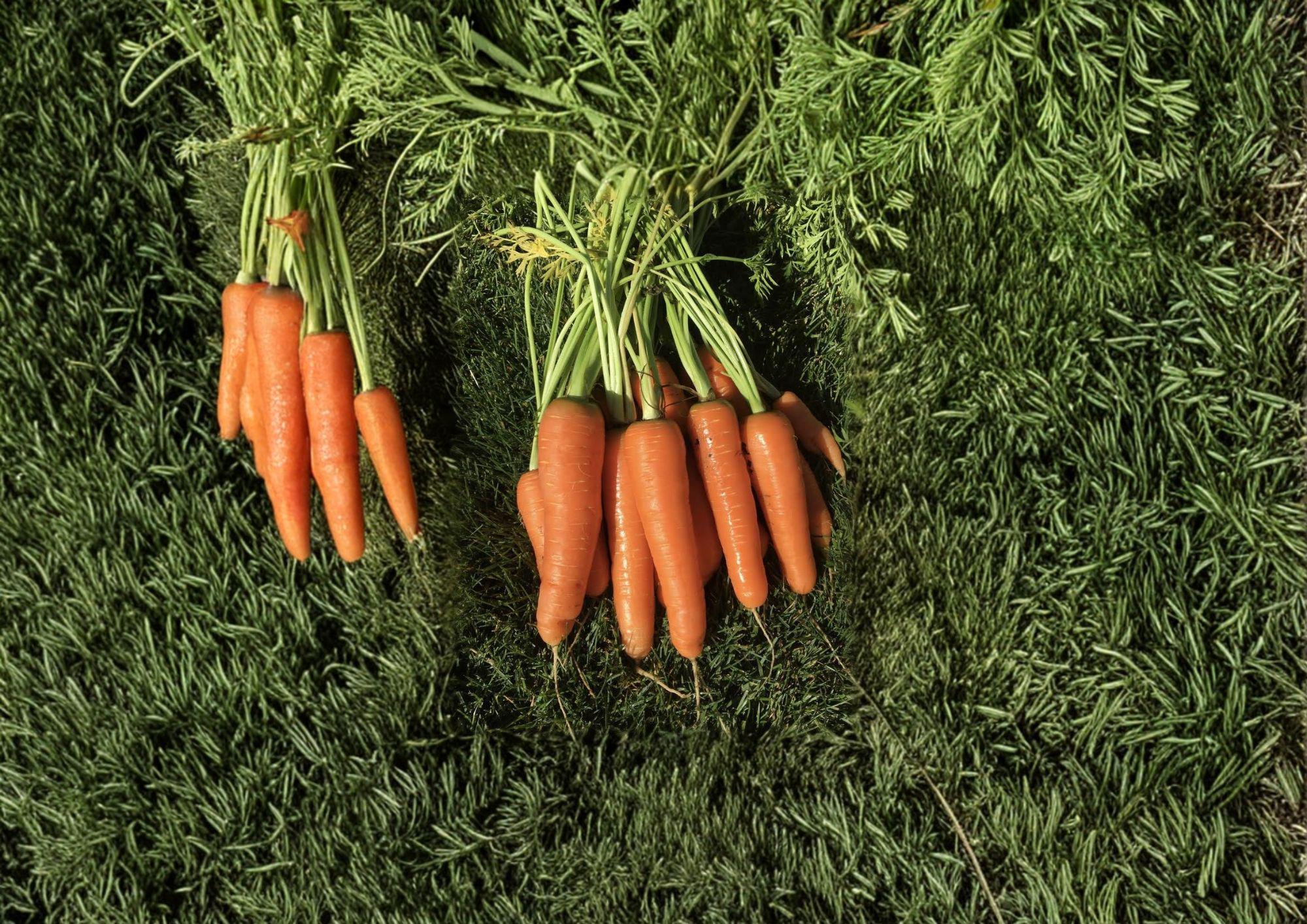 Scarlet Nantes Carrot Seeds - 500 Heirloom, Sweet & Crisp, Cylindrical Roots, Vegetable Seeds for Gardening