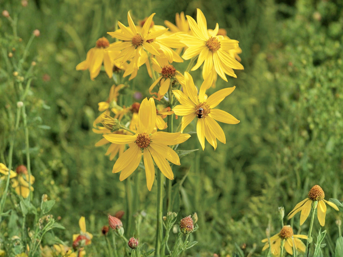 Yellow Crownbeard Seeds (30) – Verbesina helianthoides – Native Perennial Wildflower for Pollinator Gardens