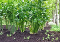 Tall Utah Celery Seeds - 2000 Heirloom Seeds for Crisp Green Stalks, Cool-Season Vegetable, Scientific Name Apium graveolens