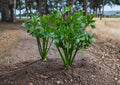 Kintsai Chinese Celery Seeds - Dark Green Aromatic Stems, 1000 Seeds, Asian Celery, Kintsai, Cool-Season Vegetable