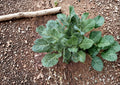 Champion Collard Seeds - Heirloom, Cold Hardy, High Yield, Leafy Green Vegetable, Brassica oleracea