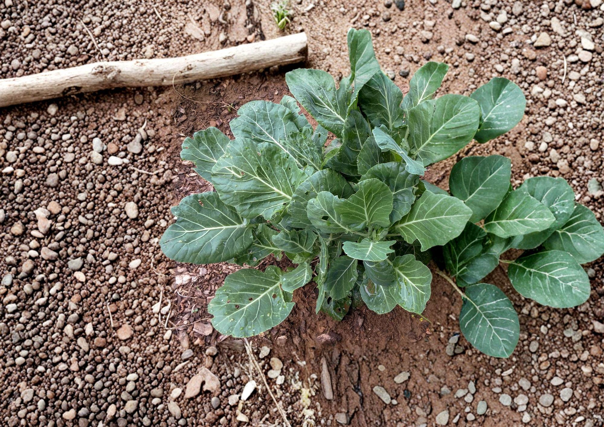 Champion Collard Seeds - Heirloom, Cold Hardy, High Yield, Leafy Green Vegetable, Brassica oleracea