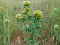 Roundhead Bush Clover Seeds (30) – Lespedeza capitata Native Prairie Perennial for Pollinator & Wildlife Habitat