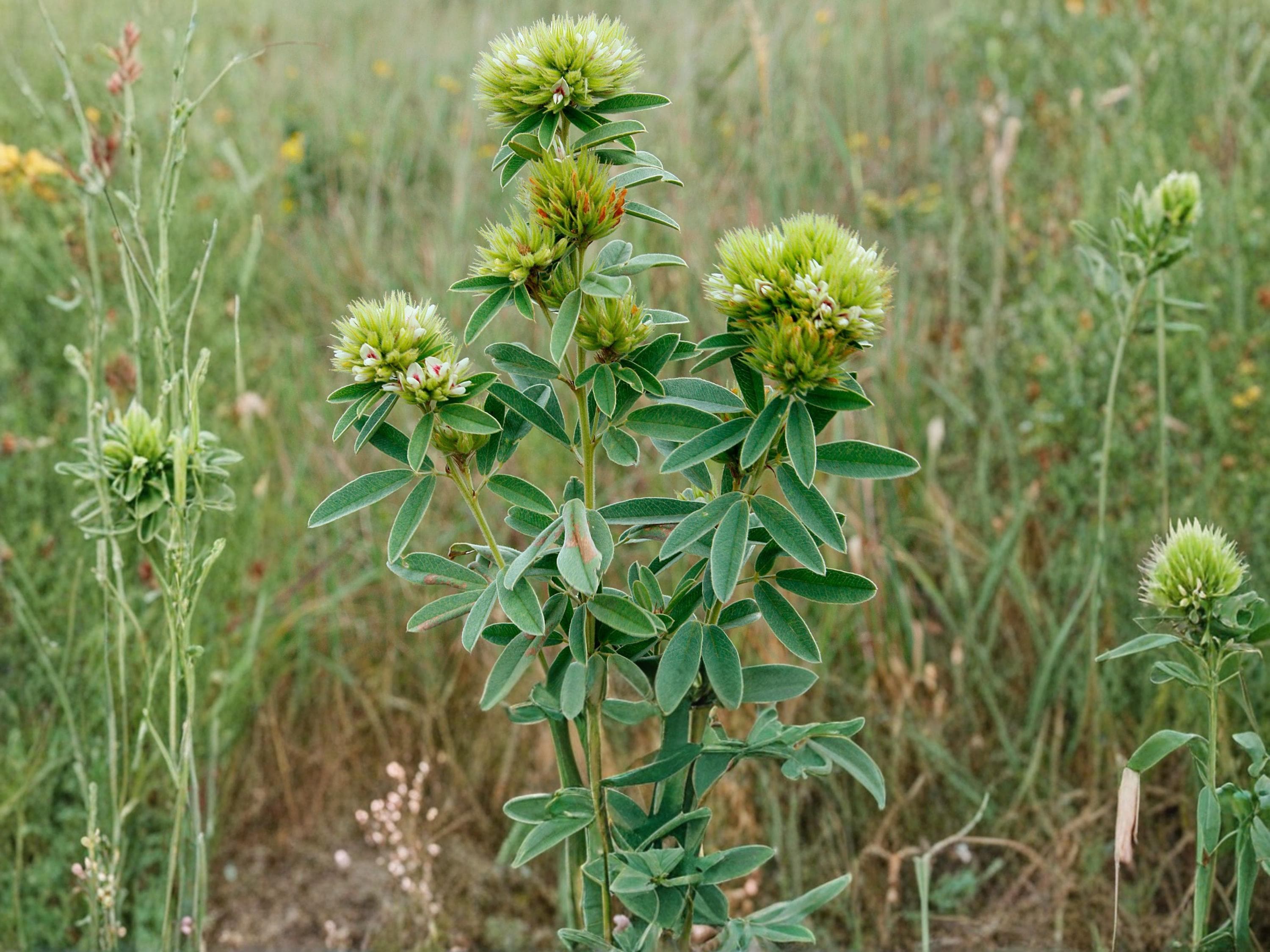 Roundhead Bush Clover Seeds (30) – Lespedeza capitata Native Prairie Perennial for Pollinator & Wildlife Habitat