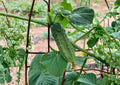 National Pickling Cucumber Seeds Heirloom Variety for Home Canning and Preserving, Short Dark Green Fruits