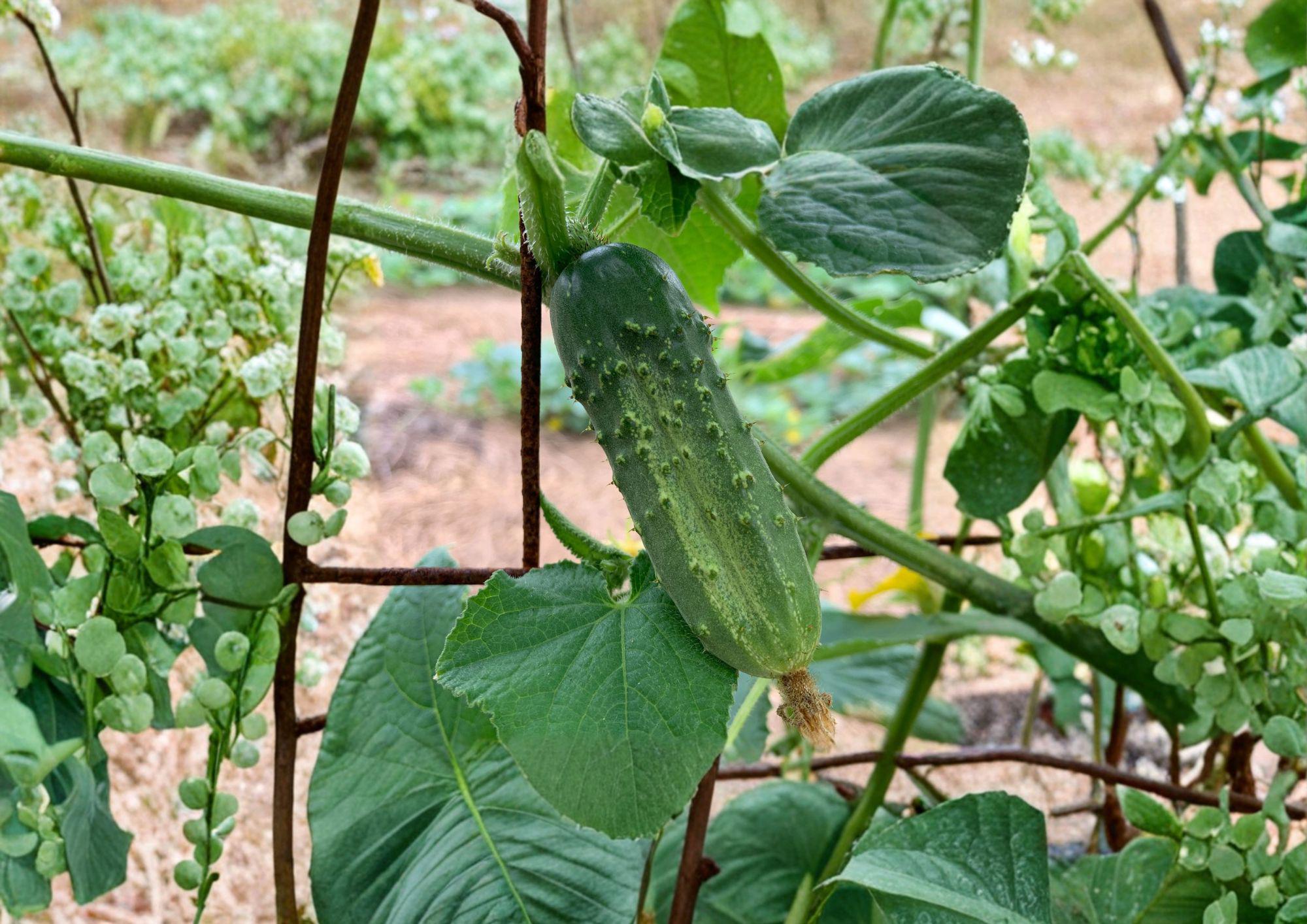 National Pickling Cucumber Seeds Heirloom Variety for Home Canning and Preserving, Short Dark Green Fruits
