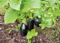 Black Beauty Eggplant Seeds - Heirloom, High Yield, Large Deep Purple Fruits, Gourmet Culinary, 100 Seeds