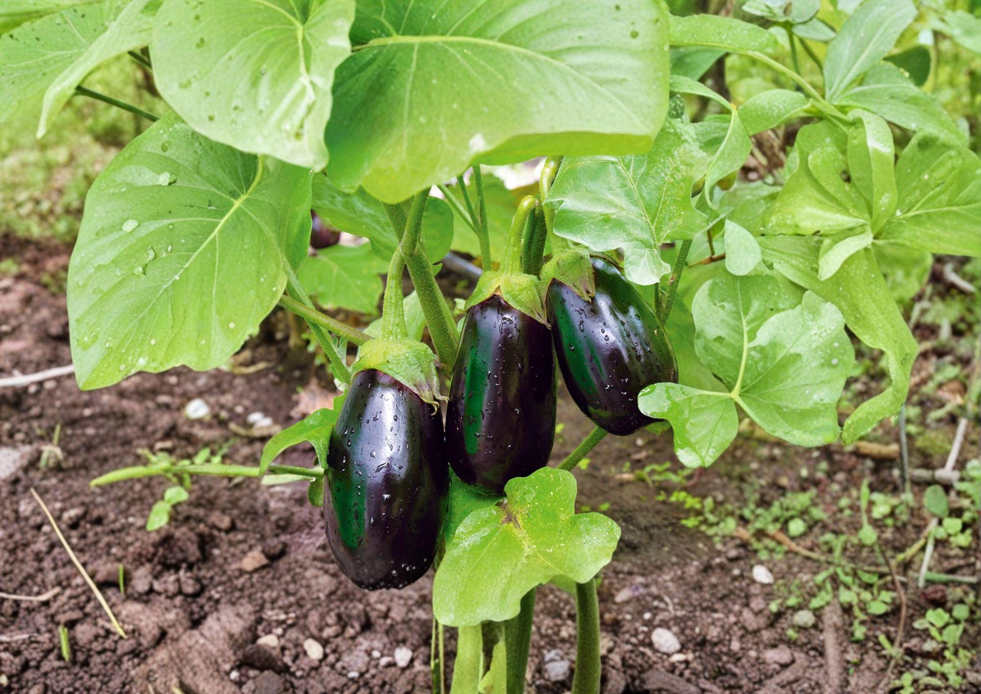 Black Beauty Eggplant Seeds - Heirloom, High Yield, Large Deep Purple Fruits, Gourmet Culinary, 100 Seeds
