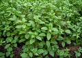 Italian Oregano Herb Seeds - Culinary Perennial, 100 Seeds, Aromatic, Mediterranean, Organic, for Herb Gardens and Containers