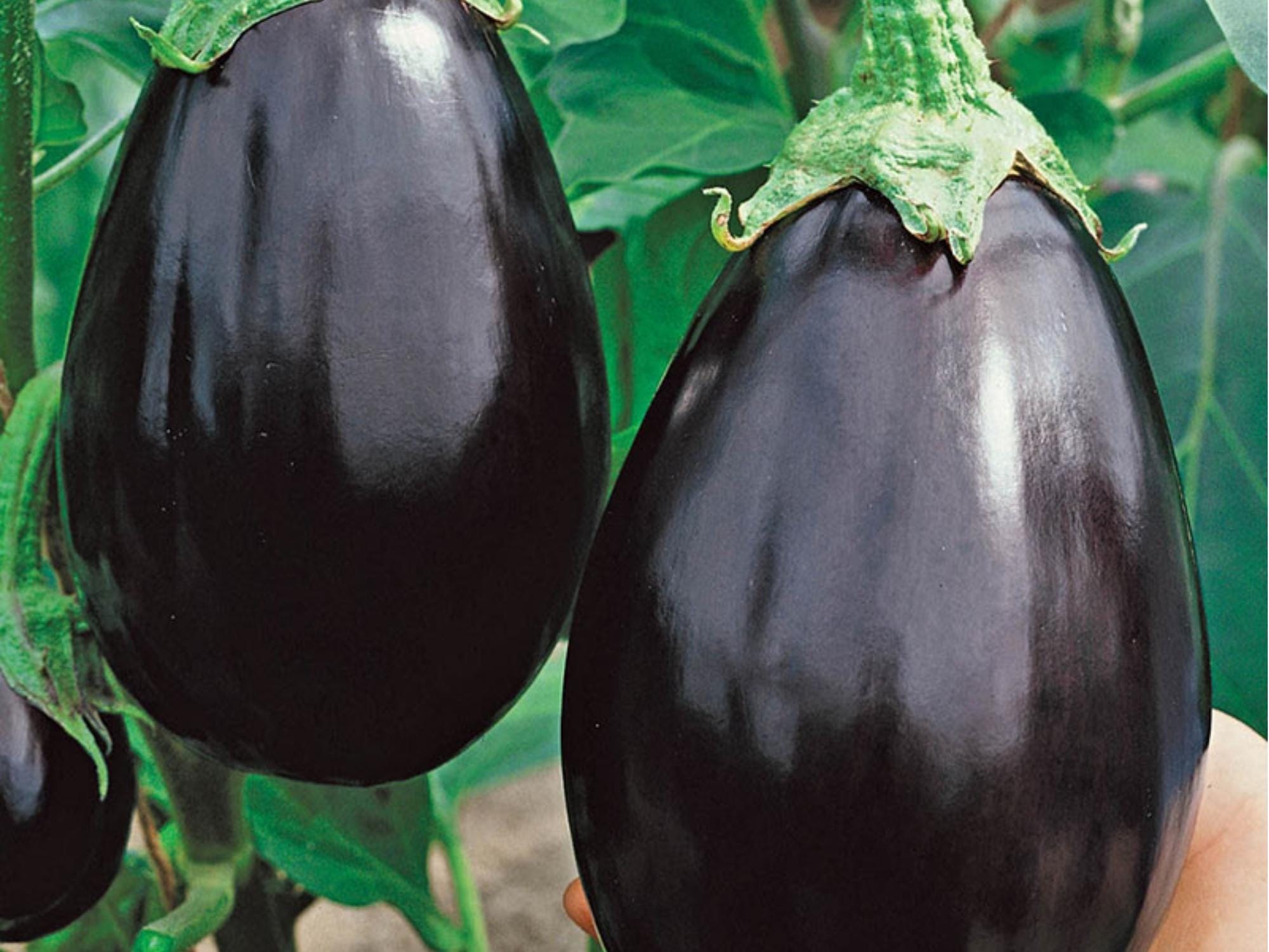 Black Beauty Eggplant Seeds – Heirloom Non-GMO, Large Deep Purple Fruits, Classic Variety for Home Garden and Cooking