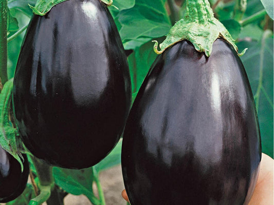 Black Beauty Eggplant Seeds – Heirloom Non-GMO, Large Deep Purple Fruits, Classic Variety for Home Garden and Cooking