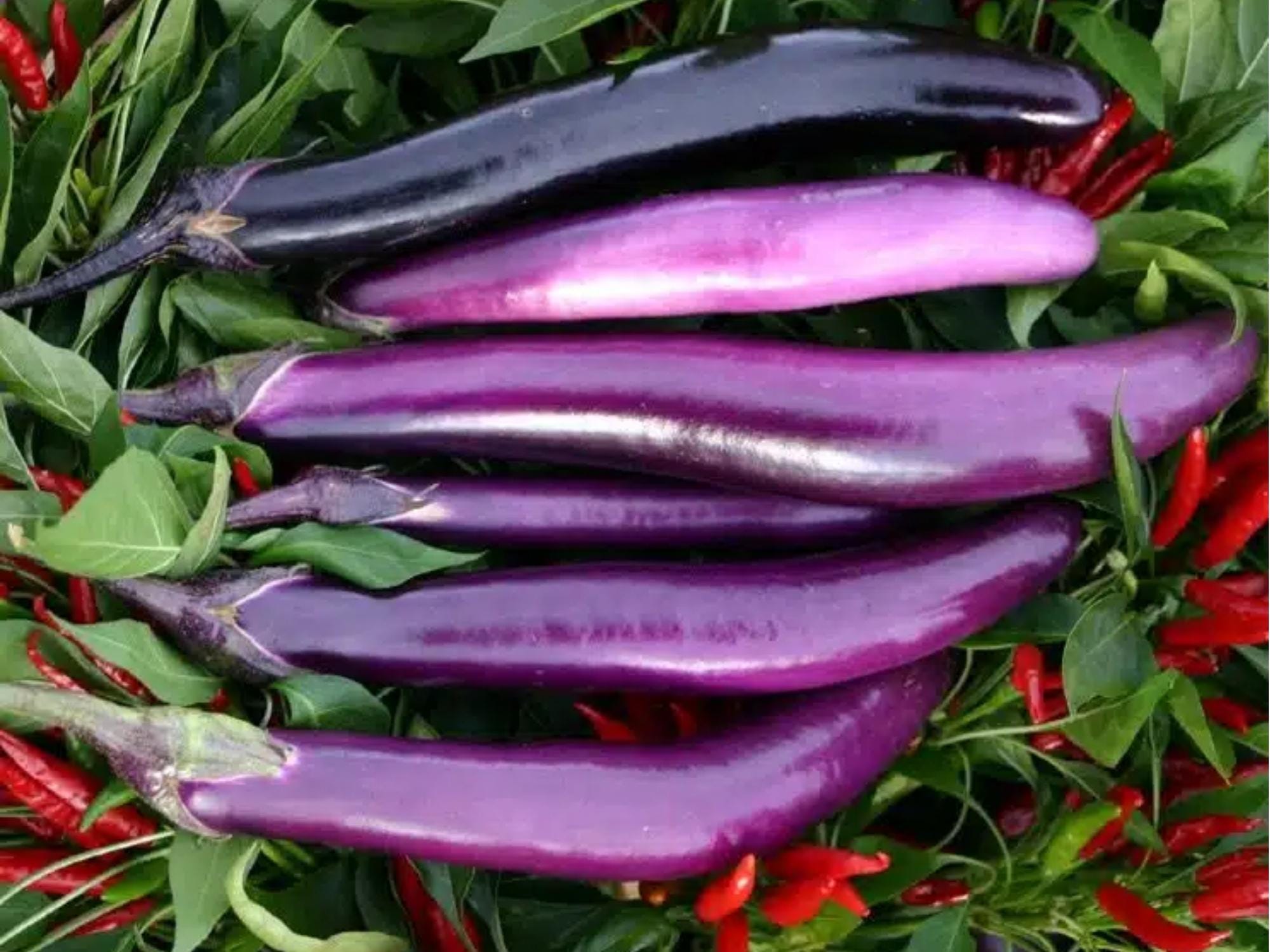 Long Purple Eggplant Seeds – Heirloom Non-GMO, Slender Fruits for Cooking, 100 Seeds (Solanum melongena)