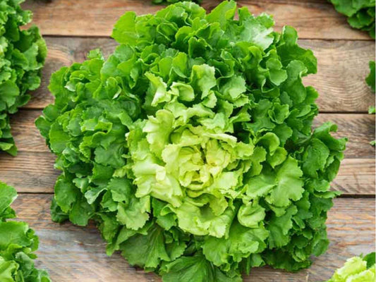 Batavian Broadleaf Endive Seeds – Heirloom, Non-GMO, Leafy Green for Salads & Cooking
