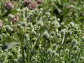 Rattlesnake Master Seeds 100 Eryngium yuccifolium Native Perennial Drought Tolerant Pollinator Plant