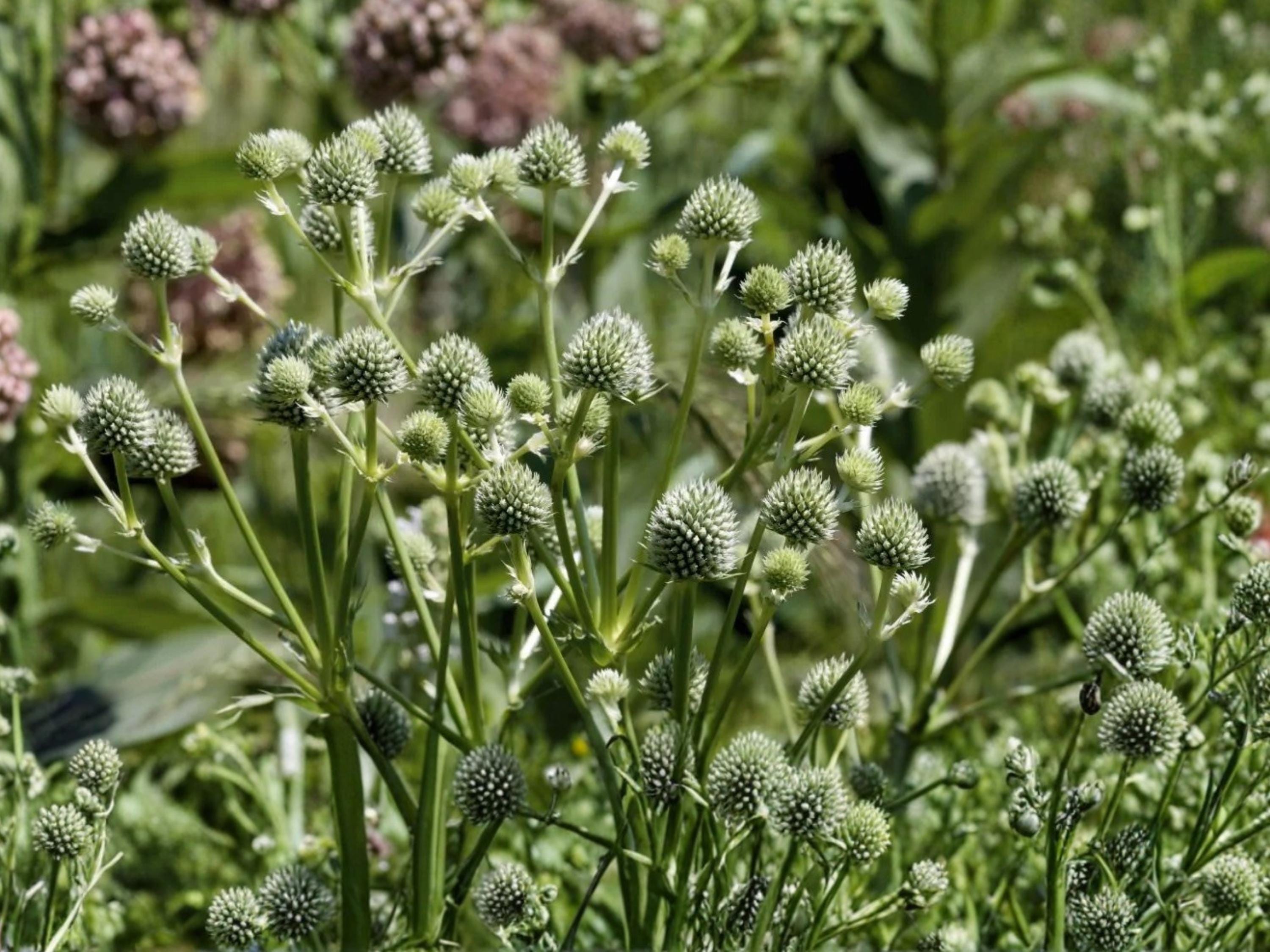 Rattlesnake Master Seeds 100 Eryngium yuccifolium Native Perennial Drought Tolerant Pollinator Plant