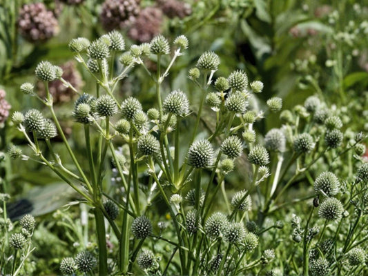 Rattlesnake Master Seeds 100 Eryngium yuccifolium Native Perennial Drought Tolerant Pollinator Plant