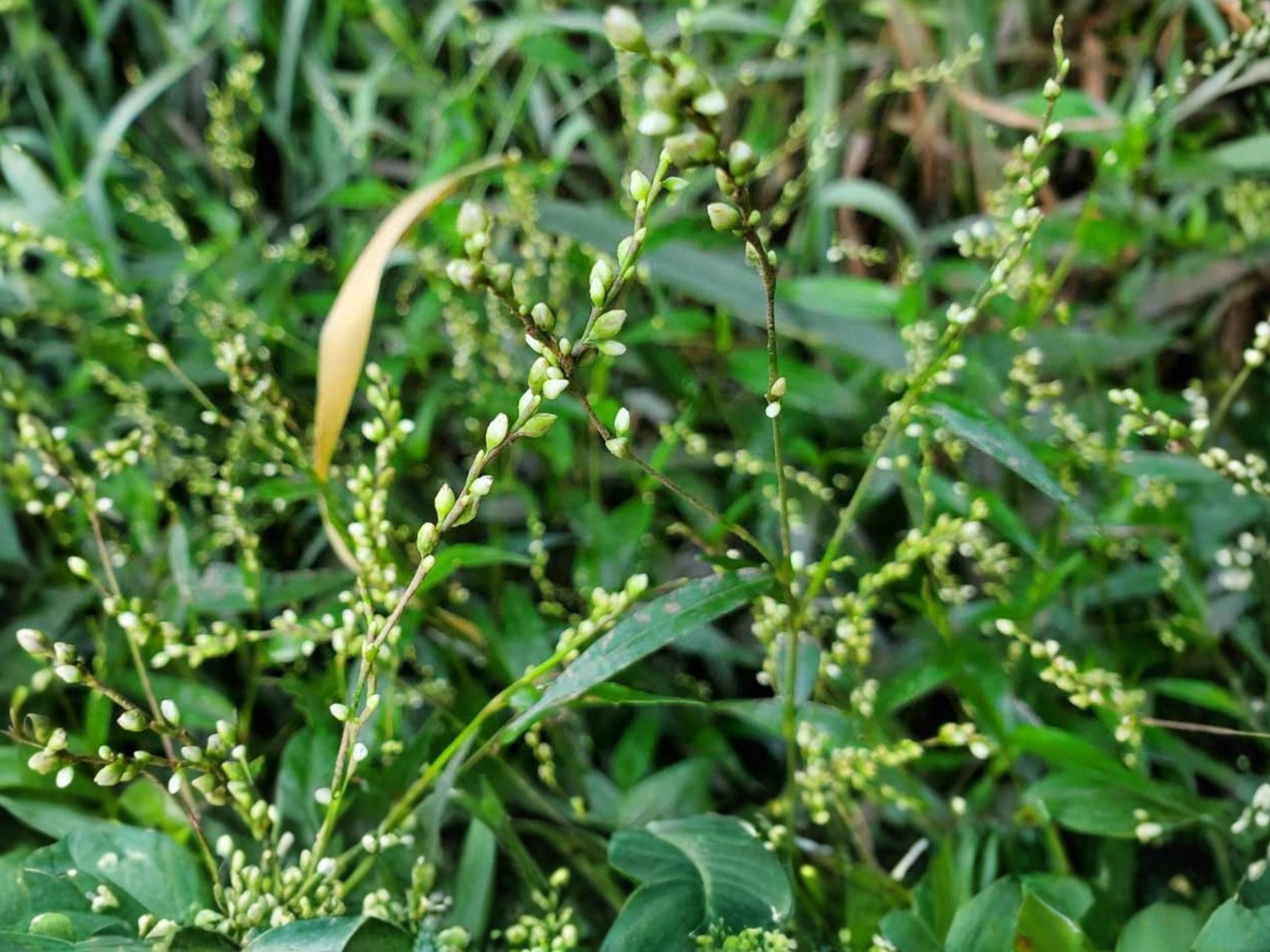 Dotted Smartweed Seeds (30) – Persicaria Punctata – Native Wetland Annual for Rain Gardens & Wildlife Habitat