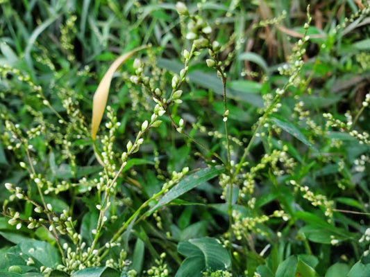 Dotted Smartweed Seeds (30) – Persicaria Punctata – Native Wetland Annual for Rain Gardens & Wildlife Habitat